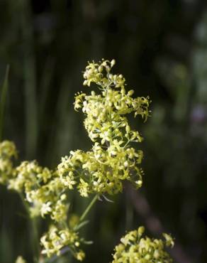 Fotografia 1 da espécie Galium belizianum no Jardim Botânico UTAD