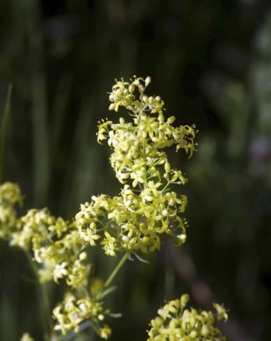 Fotografia de capa Galium belizianum - do Jardim Botânico