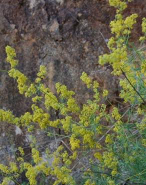 Fotografia 3 da espécie Galium belizianum no Jardim Botânico UTAD