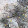 Fotografia 10 da espécie Fumana laevipes do Jardim Botânico UTAD
