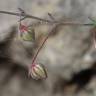 Fotografia 13 da espécie Fumana laevipes do Jardim Botânico UTAD