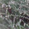 Fotografia 14 da espécie Fumana laevipes do Jardim Botânico UTAD