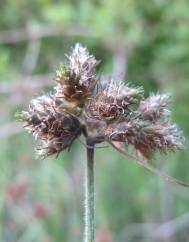 Fuirena pubescens