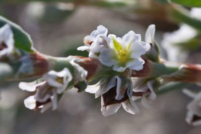 Fotografia da espécie Polygonum maritimum