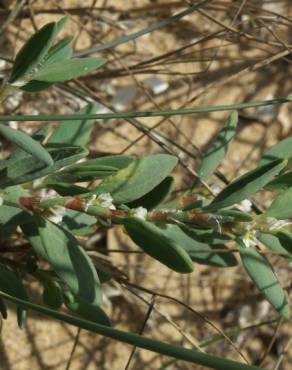 Fotografia 5 da espécie Polygonum maritimum no Jardim Botânico UTAD