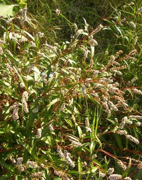 Fotografia 4 da espécie Polygonum lapathifolium no Jardim Botânico UTAD