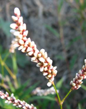 Fotografia 5 da espécie Polygonum lapathifolium no Jardim Botânico UTAD