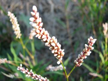 Fotografia da espécie Polygonum lapathifolium