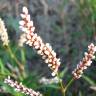 Fotografia 5 da espécie Polygonum lapathifolium do Jardim Botânico UTAD