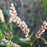 Fotografia 5 da espécie Polygonum lapathifolium do Jardim Botânico UTAD