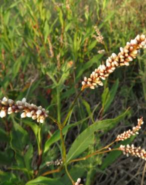 Fotografia 6 da espécie Polygonum lapathifolium no Jardim Botânico UTAD