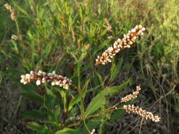 Fotografia da espécie Polygonum lapathifolium