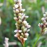 Fotografia 7 da espécie Polygonum lapathifolium do Jardim Botânico UTAD