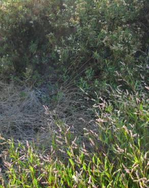 Fotografia 10 da espécie Polygonum lapathifolium no Jardim Botânico UTAD