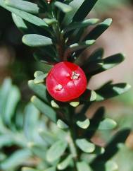 Podocarpus lawrencei