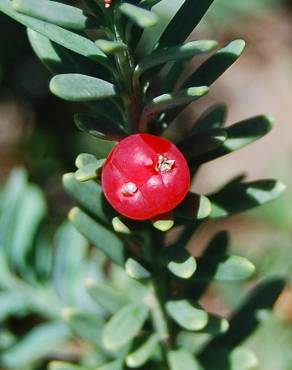 Fotografia 1 da espécie Podocarpus lawrencei no Jardim Botânico UTAD