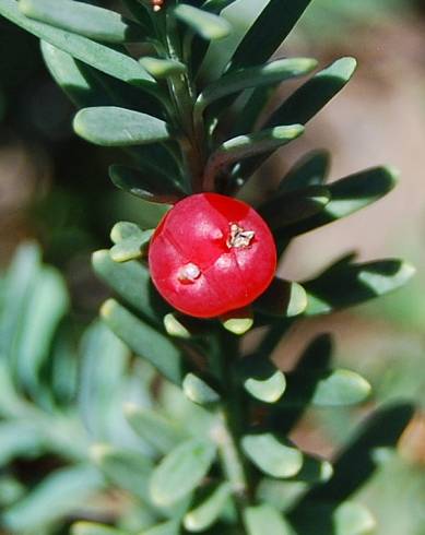 Fotografia de capa Podocarpus lawrencei - do Jardim Botânico