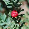 Fotografia 1 da espécie Podocarpus lawrencei do Jardim Botânico UTAD