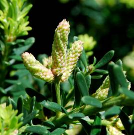 Fotografia da espécie Podocarpus lawrencei