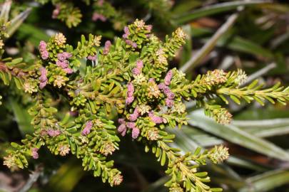 Fotografia da espécie Podocarpus lawrencei