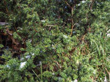 Fotografia da espécie Podocarpus lawrencei