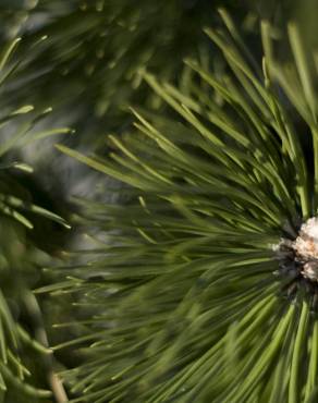 Fotografia 3 da espécie Picea sitchensis no Jardim Botânico UTAD