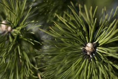 Fotografia da espécie Picea sitchensis