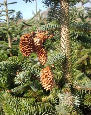 Fotografia 1 da espécie Picea sitchensis no Jardim Botânico UTAD