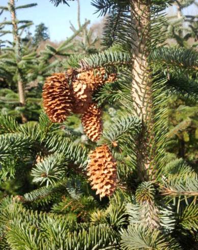 Fotografia de capa Picea sitchensis - do Jardim Botânico