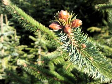 Fotografia da espécie Picea sitchensis