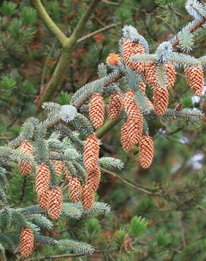 Fotografia 5 da espécie Picea sitchensis no Jardim Botânico UTAD