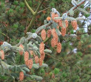 Fotografia da espécie Picea sitchensis