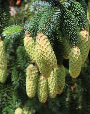 Fotografia 6 da espécie Picea sitchensis no Jardim Botânico UTAD