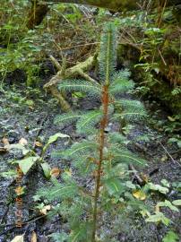 Fotografia da espécie Picea sitchensis
