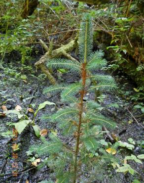 Fotografia 7 da espécie Picea sitchensis no Jardim Botânico UTAD
