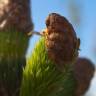 Fotografia 8 da espécie Picea sitchensis do Jardim Botânico UTAD