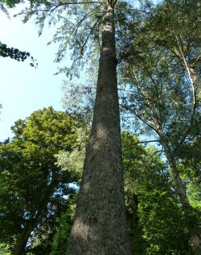 Fotografia 9 da espécie Picea sitchensis no Jardim Botânico UTAD