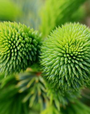 Fotografia 10 da espécie Picea sitchensis no Jardim Botânico UTAD