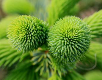 Fotografia da espécie Picea sitchensis