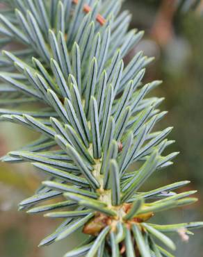 Fotografia 12 da espécie Picea sitchensis no Jardim Botânico UTAD