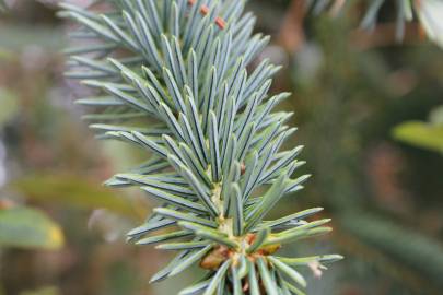 Fotografia da espécie Picea sitchensis