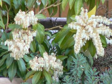 Fotografia da espécie Pieris japonica