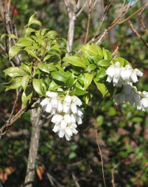 Fotografia 7 da espécie Pieris japonica no Jardim Botânico UTAD