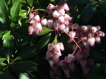 Fotografia da espécie Pieris japonica