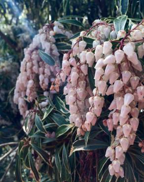 Fotografia 10 da espécie Pieris japonica no Jardim Botânico UTAD