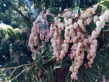 Fotografia da espécie Pieris japonica