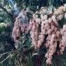 Fotografia 10 da espécie Pieris japonica do Jardim Botânico UTAD