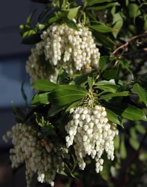 Fotografia 12 da espécie Pieris japonica no Jardim Botânico UTAD