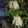 Fotografia 12 da espécie Pieris japonica do Jardim Botânico UTAD