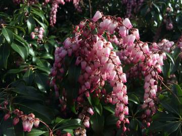 Fotografia da espécie Pieris japonica